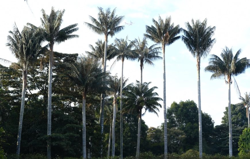 Botanical Garden. ‘All forests in a garden’