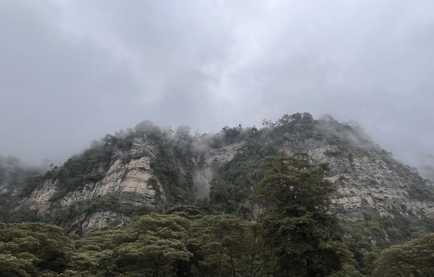 Chicaqué Natural Park. High Andean Forest
