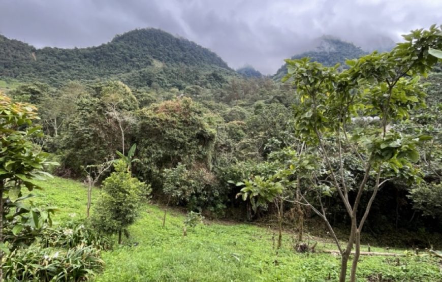 Specialty Coffee Farm. A luxury experience for coffee lovers