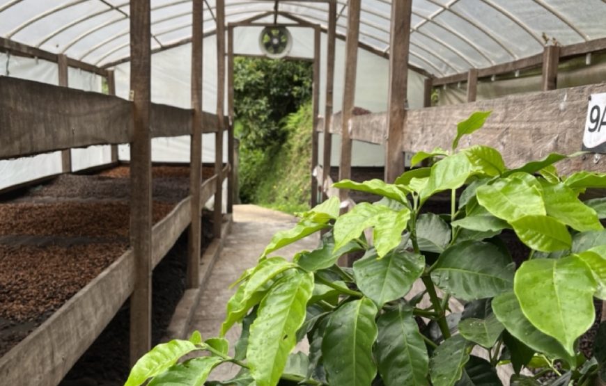 Specialty Coffee Farm. A luxury experience for coffee lovers