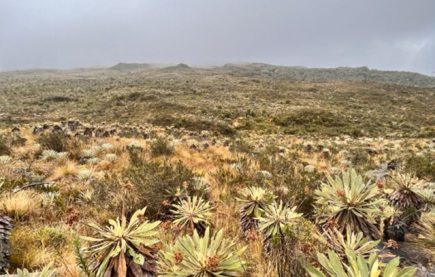 Hike in the Andes. Paramo El Verjón.