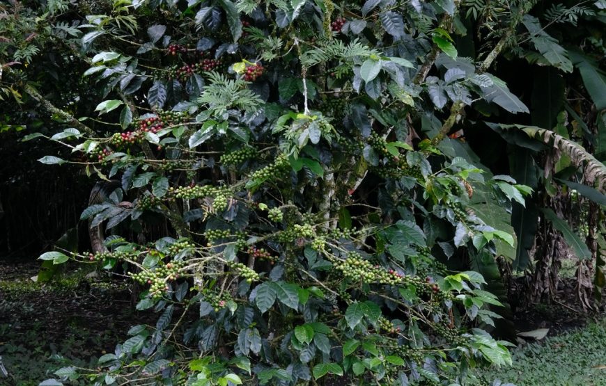 Traditional Coffee Farm