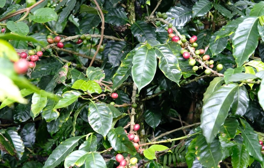 Traditional Coffee Farm