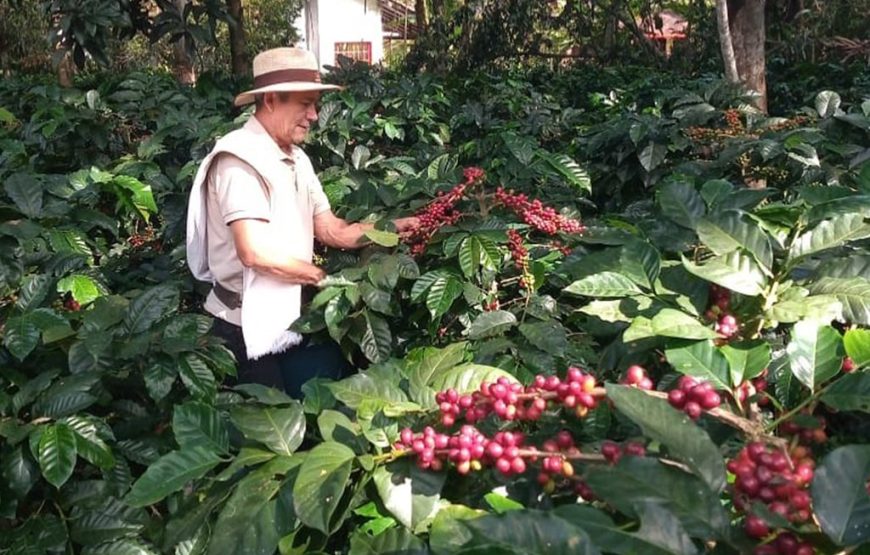 Traditional Coffee Farm